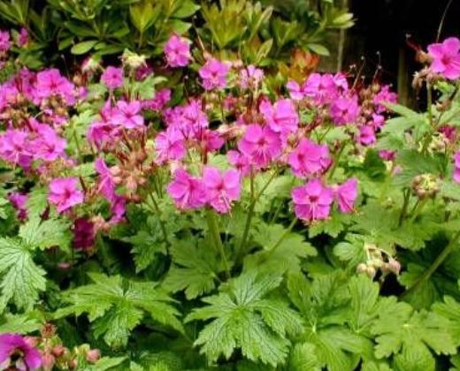 Kakost odenkatý "GERANIUM MACRORRHIZUM"