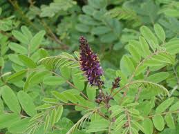 Amorpha fruticosa , Netvařec