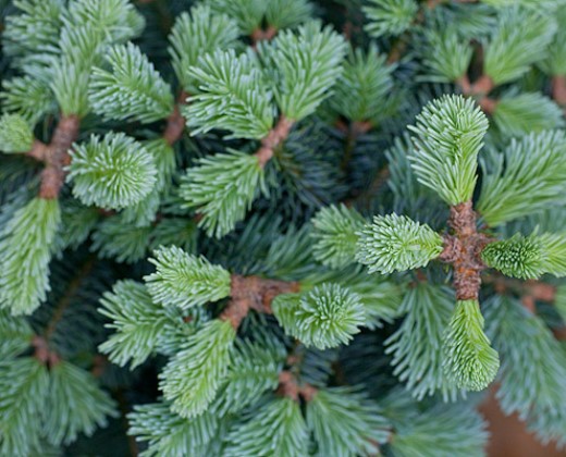 Jedle plstnatoplodá zakrslá "ABIES LASIOCARPA COMPACTA"