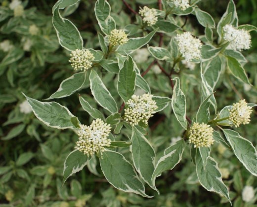 Svída bílá "CORNUS ALBA ELEGANTISSIMA"