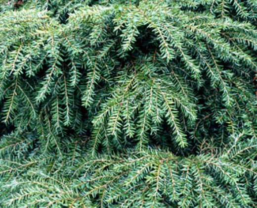 Jedlovec kanadský "TSUGA CANADENSIS JEDDELOH" 