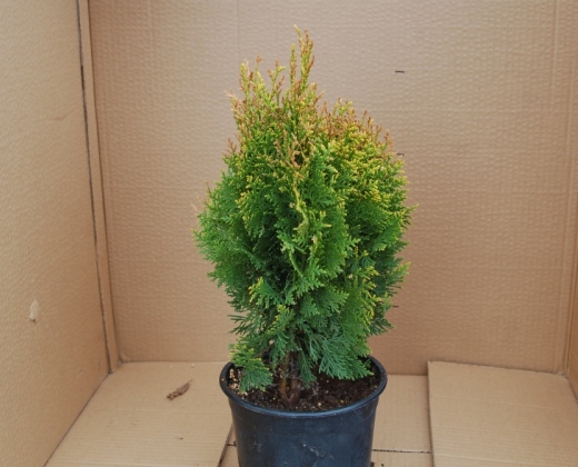 Thůje "THUJA OCCIDENTALIS DANICA"