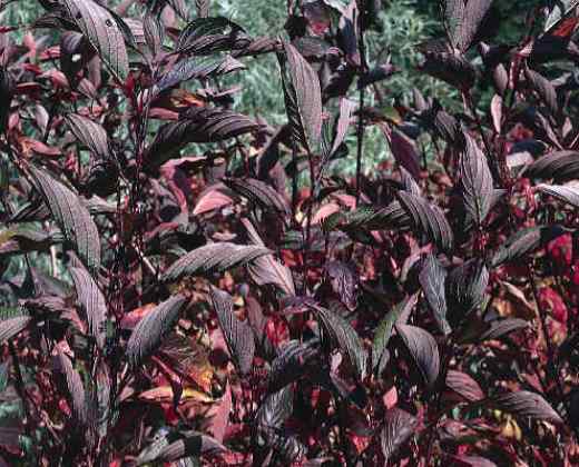 Svída bílá "CORNUS ALBA KESSELRINGII"
