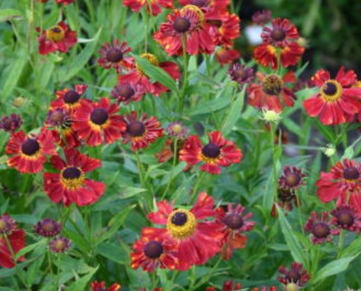 Záplevák "HELENIUM RUBINZWEG"