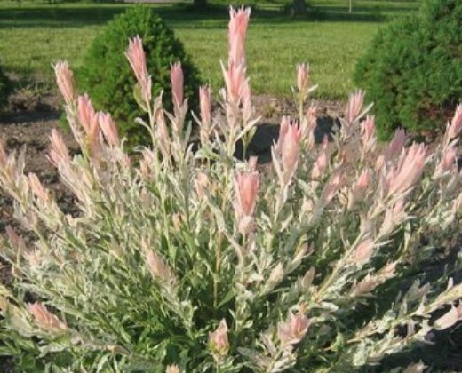 Vrba japonská keřová "SALIX INTEGRA HAKU"