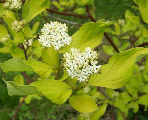 Svída bílá "CORNUS ALBA"
