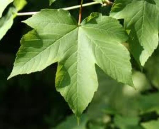 Javor Klen "ACER PSEUDOPLATNUS" 