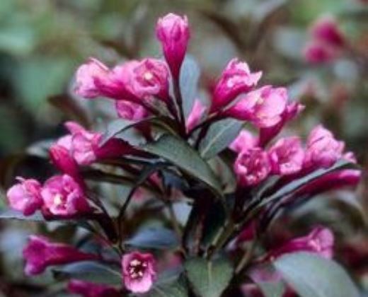 Vajgélie "WEIGELA FLORIDA VICTORIA"