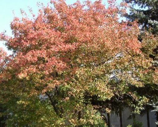 Javor Amurský "ACER GINNALA"