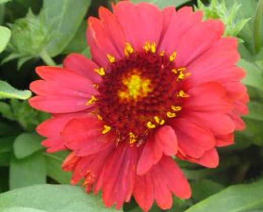 Kokarda osinatá "GAILLARDIA ARISTATA GALLO BRIGHT RED"