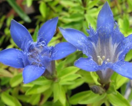 Hořec sedmiklaný "GENTIANA SEPTEMFIDA LAGODECHIANA"