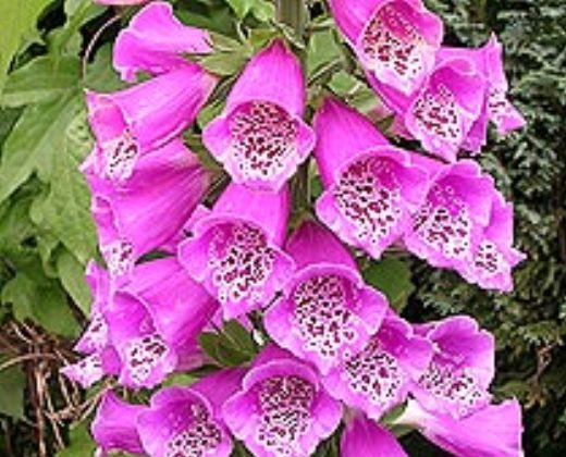 Náprstník červený "DIGITALIS PURPUREA"