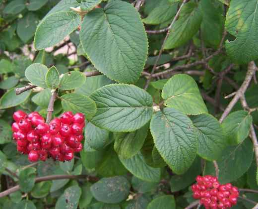 Kalina Tušalaj "VIBURNUM LANTANA"