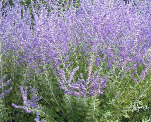 Perovskie "PEROVSKIA ATRIPLICIFOLIA"