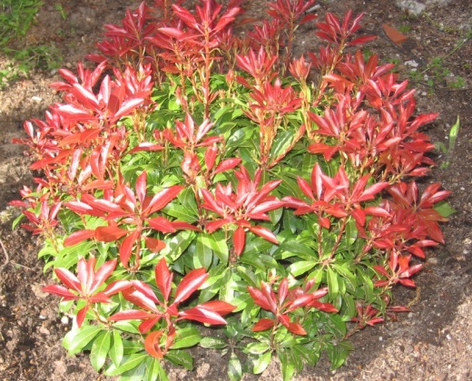 Pieris japonský růžový "PIERIS JAPONICA"