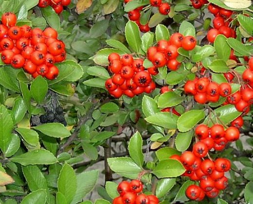 Hlohyně "PYRACANTHA COCCINEA RED COLUMN"
