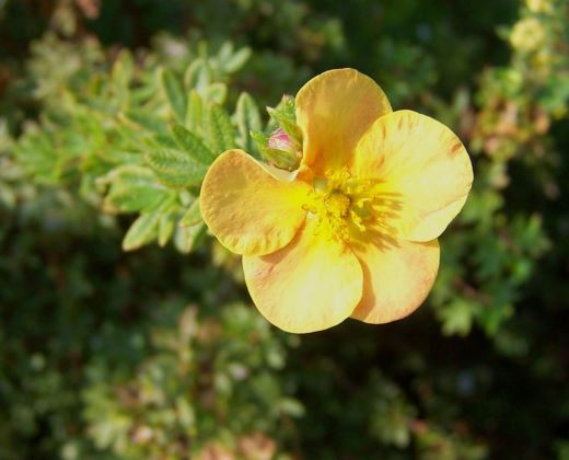 Mochna křovitá "POTENTILLA FRUCTIOSA GOLD KISSEN"