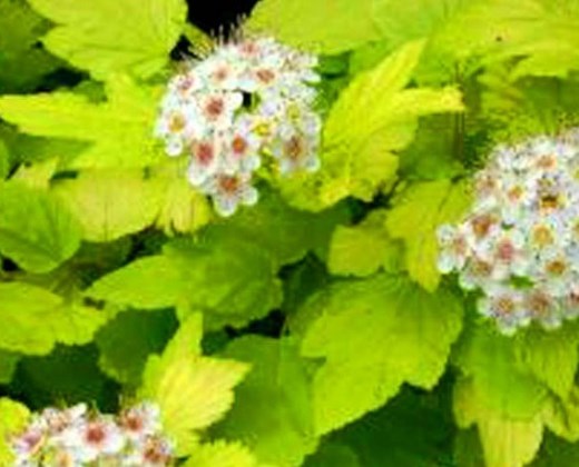 Tavola kalinolistá "PHYSOCARPUS OPULIFOLIUS"