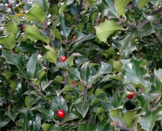 Cesmína modrá "ILEX MESERVEAE BLUE PRINCESS"