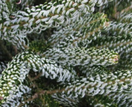 Jedle korejská "ABIES KOREANA SILBERLOCKE"