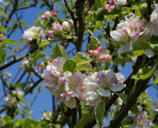 Jabloň lesní "MALUS SYLVESTRIS" 