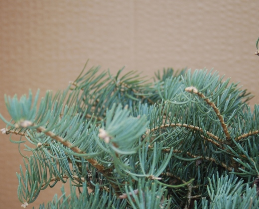 Jedle ojíněná "ABIES CONCOLOR COMPACTA"