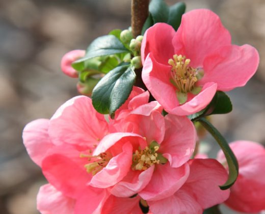 Kdoulovec nádherný "CHAENOMELES SUPERBA PINK LADY" 