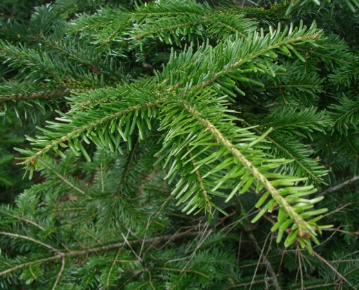Jedle bělokorá "ABIES ALBA PYRAMIDALIS"