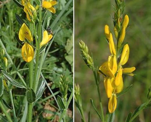 Kručinka "GENISTA TINCTORIA ROYAL GOLD"
