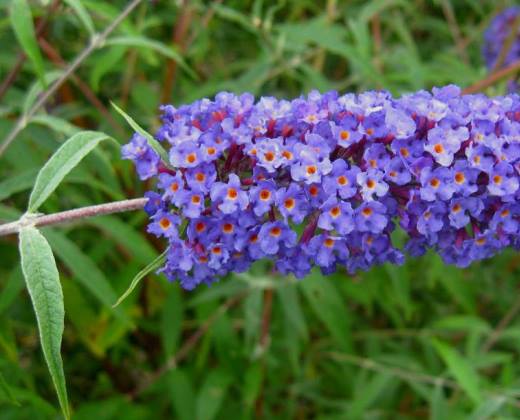 Komule Davidova "BUDDLEJA DAVIDII NANHO BLUE"