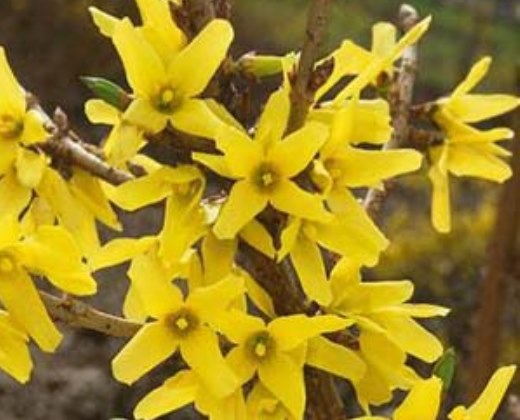 Zlatice prostřední, zlatý déšť "FORSYTHIA INTERMEDIA"