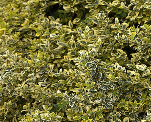 Brslen Fortuneův "EUONYMUS FORTUNEI VAR. RADICANS"