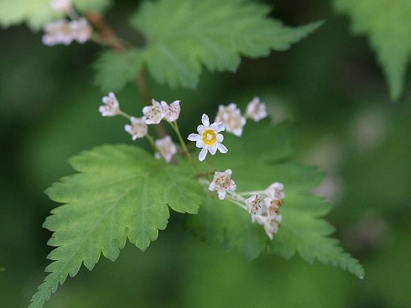 Korunatka "STEPHANANDRA INCISA" 