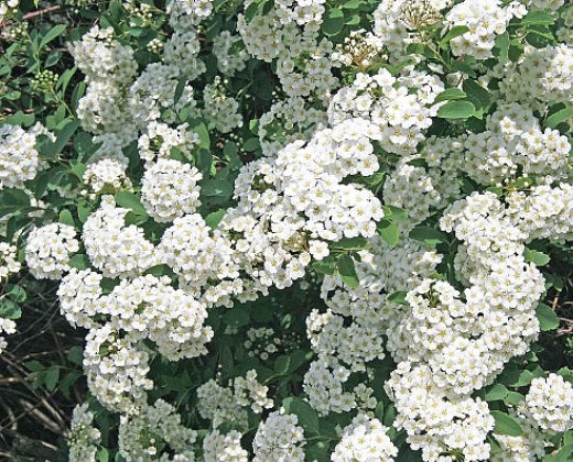 Tavolník "SPIRAEA VANHOUTTEI"