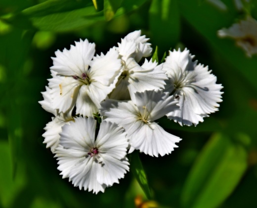 Hvozdík bradatý bílý "DIANTHUS BARBATUS"