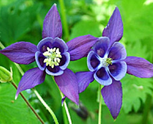 Orlíček modrý "AQUILEGIA VULGARIS"