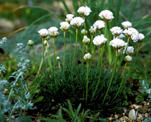 Trávnička "ARMERIA" , více variant