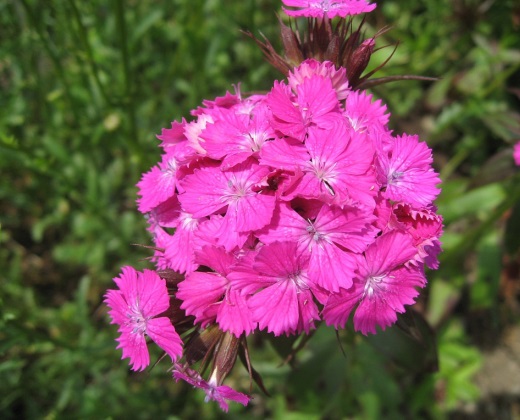 Hvozdík bradatý růžový "DIANTHUS BARBATUS"