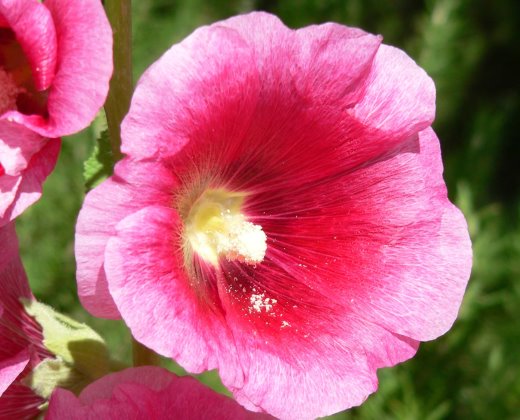 Topolovka růžová "ALCEA ROSEA"