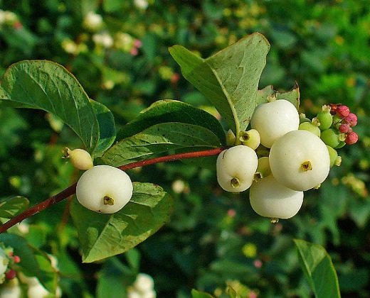 Pámelník "SYMPHORICARPOS ALBUS"