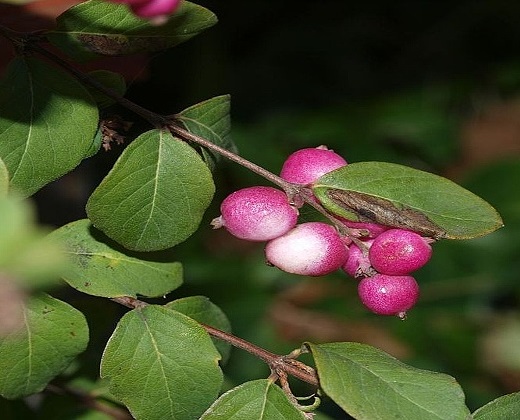 Pámelník "SYMPHORICARPOS CHEUNAULTII HANCOCK"