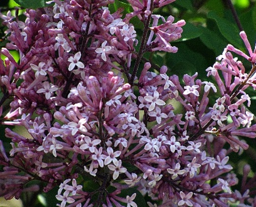 Šeřík purpurový "SYRINGA MEYERI PALIBIN"