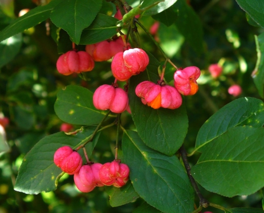 Brslen Evropský "EUONYMUS EUROPAEUS"