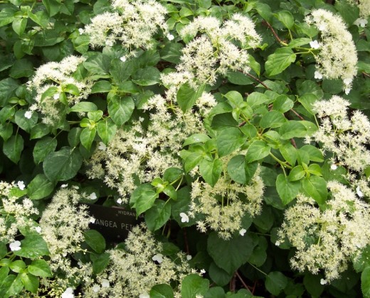 Hortenzie pnoucí "HYDRANGEA ANOMALA PETIOLARIS"