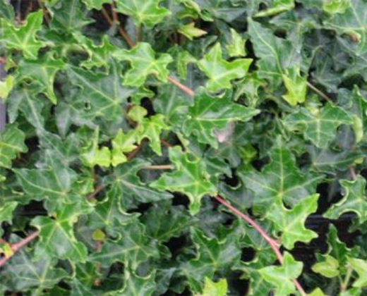 Břečťan "HEDERA HELIX IVALACE"