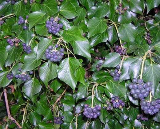 Břečťan "HEDERA HELIX HIBERNICA"