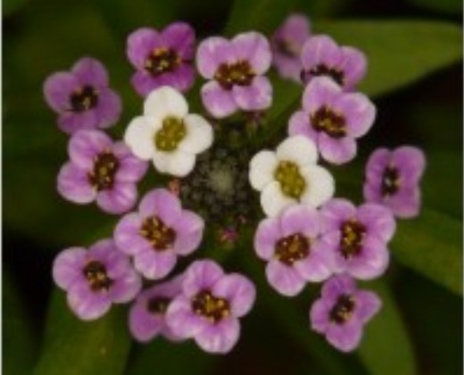 Huseník růžový "ARABIS CAUCASICA"