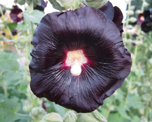 Topolovka černá "ALCEA ROSEA NIGRA"