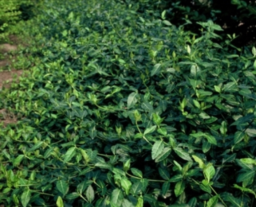 Brslen Fortuneův "EUONYMUS FORTUNEI DARTS BLANKET"