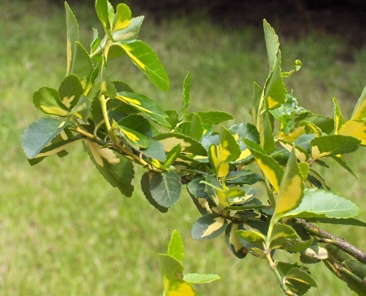 Brslen Fortuneův "EUONYMUS FORTUNEI ESMERALD GOLD"
